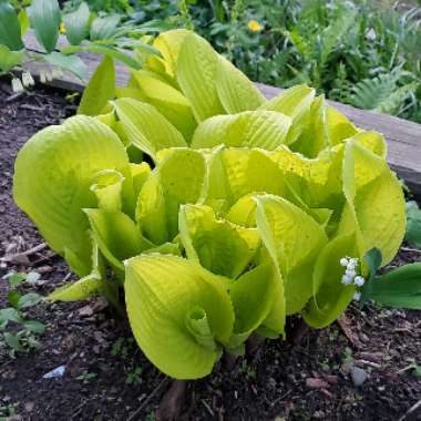 Hosta 'Dancing Queen'