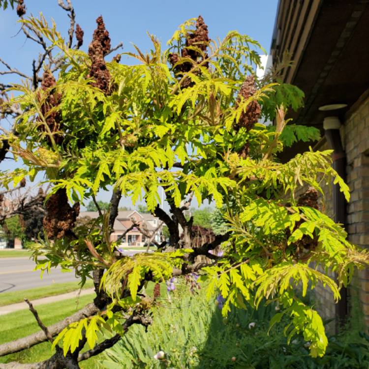 Plant image Rhus typhina 'Bailtiger' syn. Rhus typhina 'Tiger Eyes'