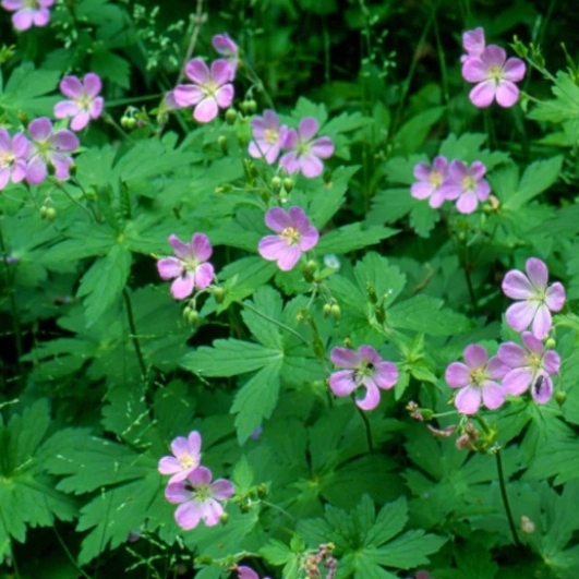 Plant image Geranium maculatum