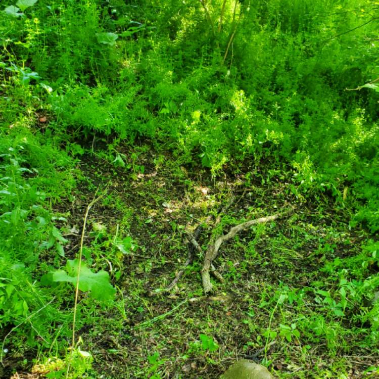 Plant image Galium Verum