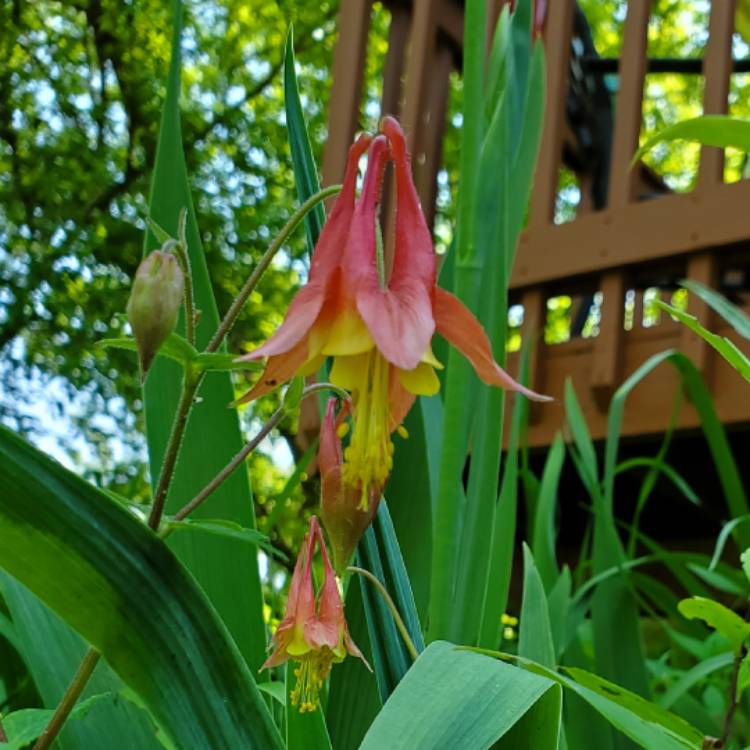 Plant image Aquilegia Canadensis