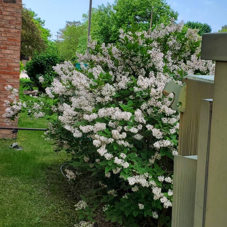 Plant image Syringa meyeri 'Palibin' syn. Syringa palibiniana