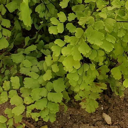 Plant image Adiantum pedatum