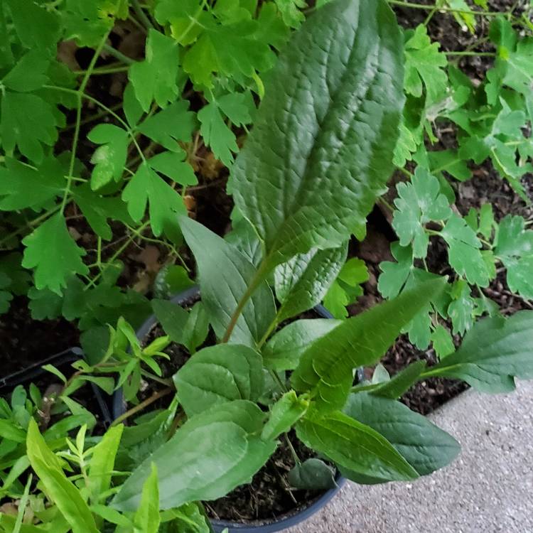 Plant image Echinacea purpurea 'Rubinstern' syn Echinacea purpurea 'Ruby Star'