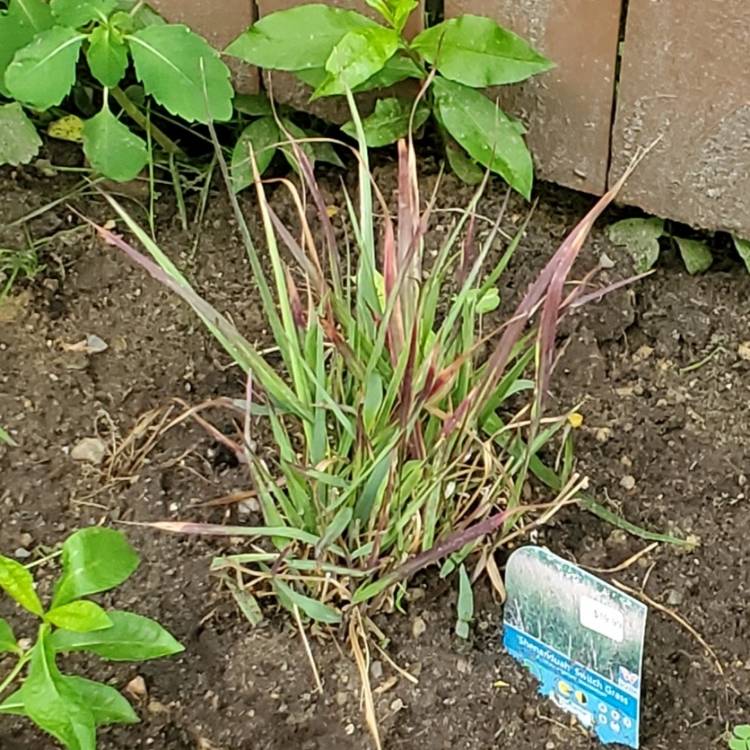 Plant image Panicum virgatum 'Shenandoah'