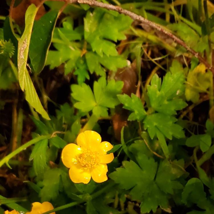 Plant image Ranunculus repens