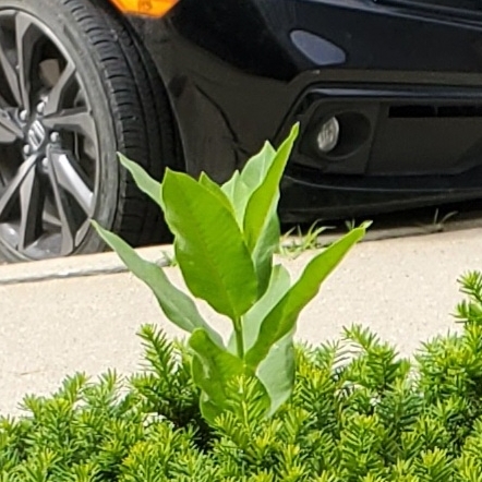 Plant image Asclepias syriaca