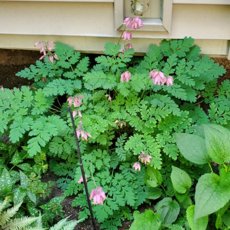 Plant image Dicentra Eximia