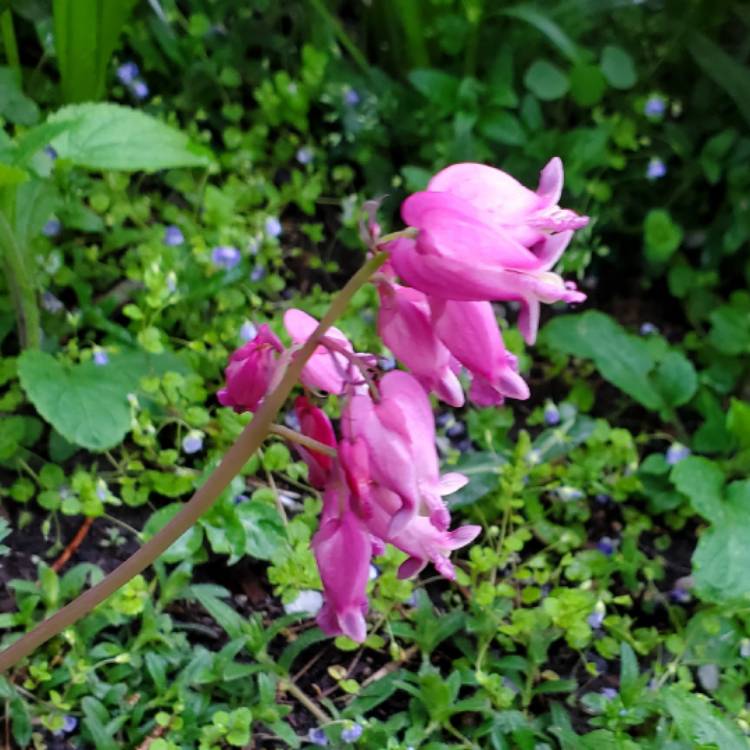 Plant image Dicentra Eximia