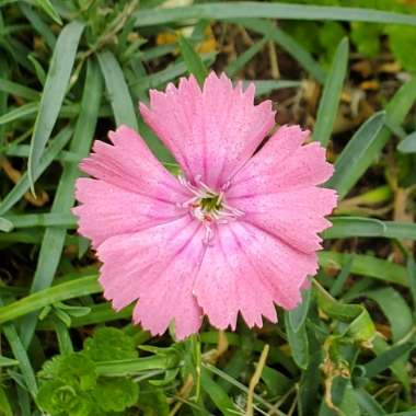 Dianthus gratianopolitanus