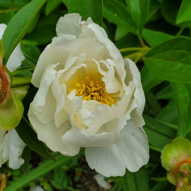 Plant image Paeonia lactiflora 'Lotus Queen'