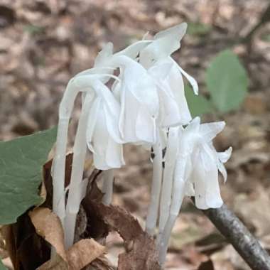 Monotropa uniflora