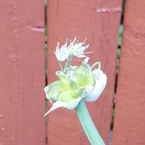 Plant image Allium x proliferum