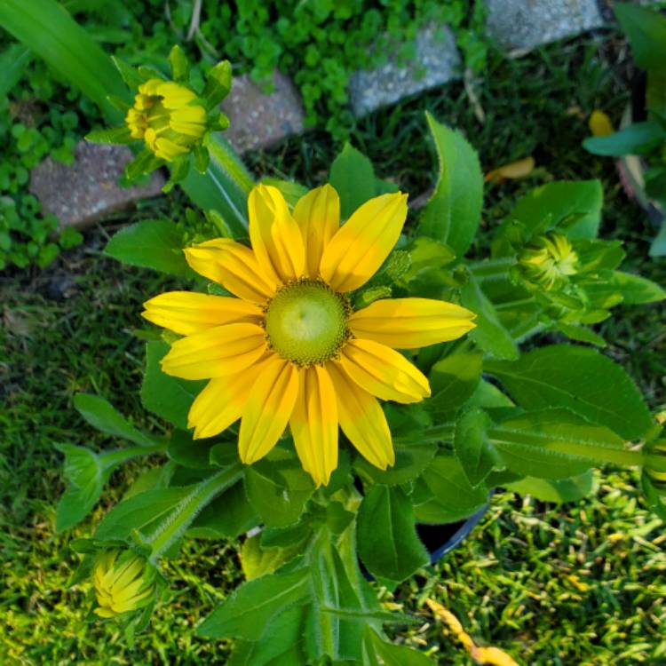 Plant image Rudbeckia hirta 'Prairie Sun'