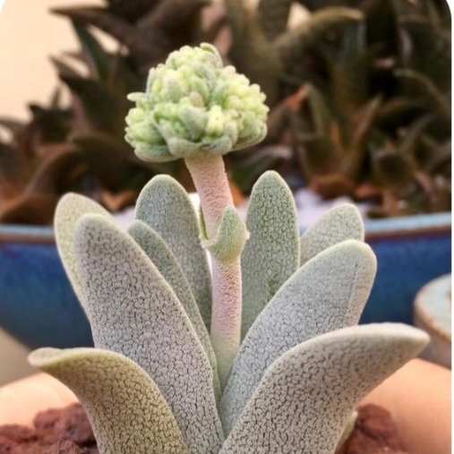 Plant image Crassula tecta syn. Crassula decipiens