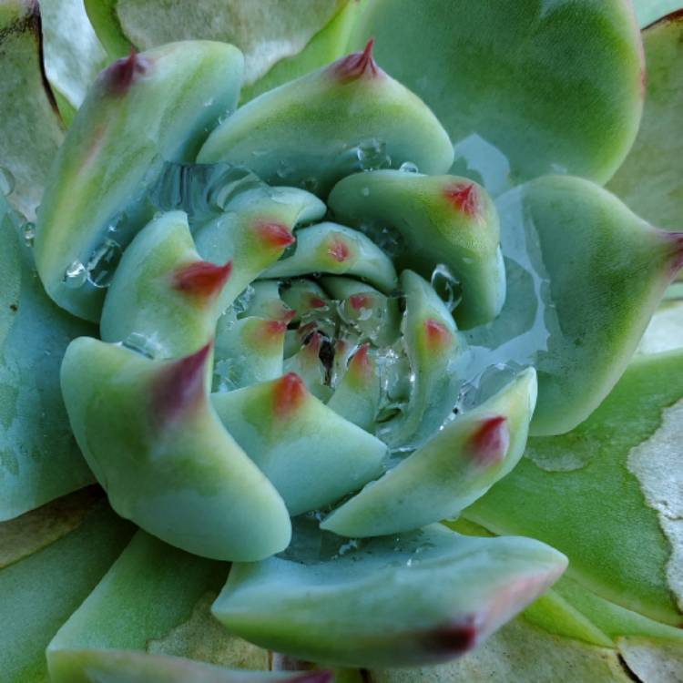 Plant image Echeveria Colorata