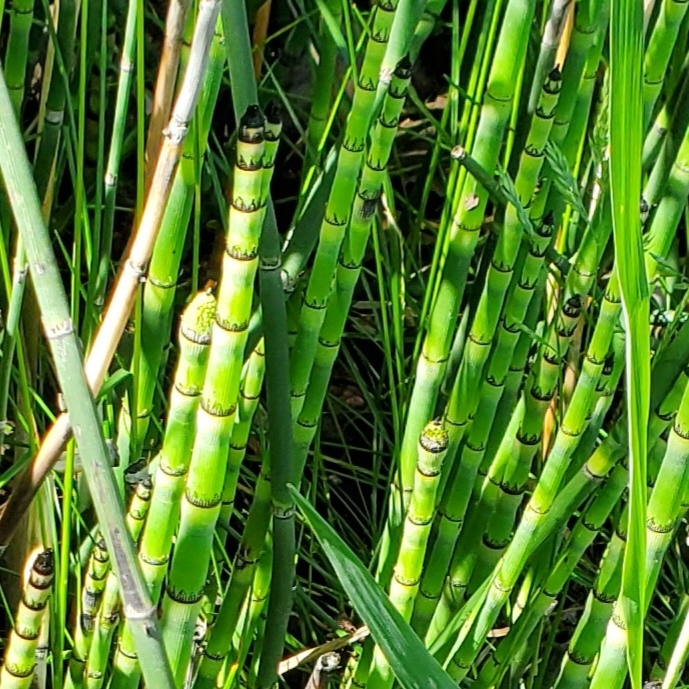 Plant image Equisetum Hyemale syn. Equisetum Japonica