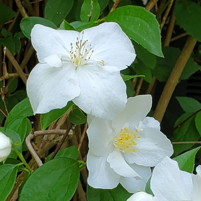 plant image 1714890