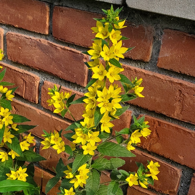 Plant image Lysimachia vulgaris