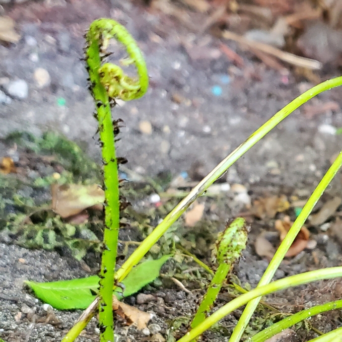 Plant image Athyrium filix-femina