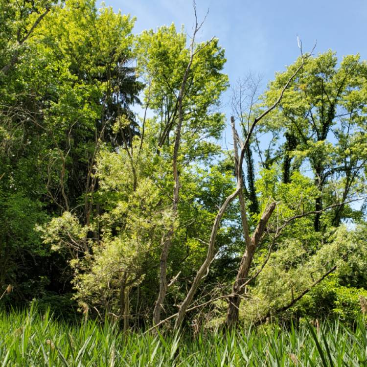 Plant image Salix Alba