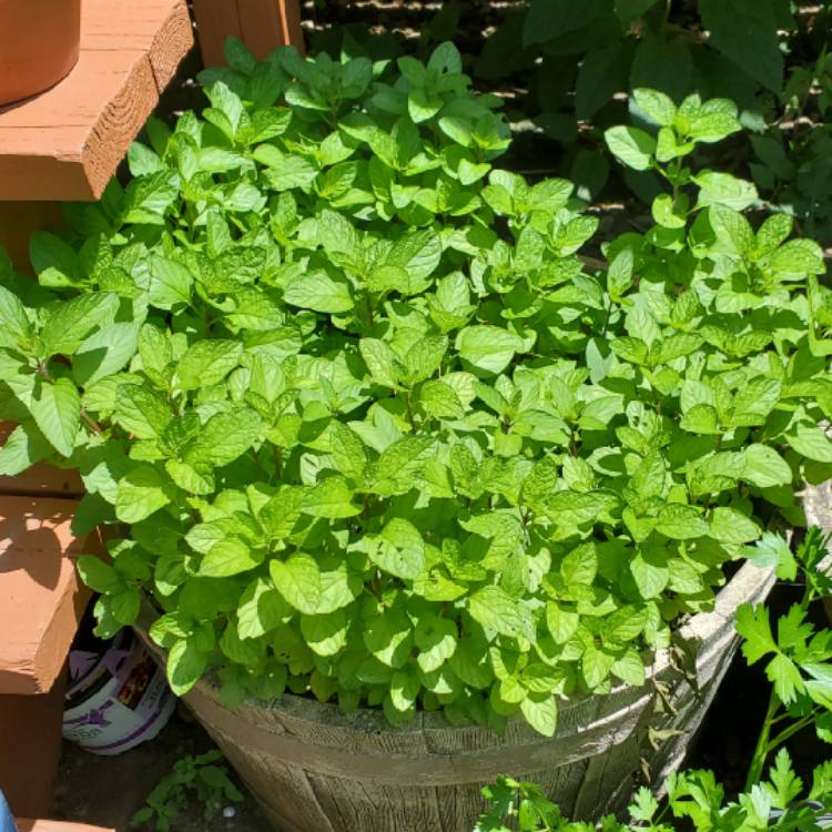 Plant image Mentha x piperita f. citrata 'Lemon'