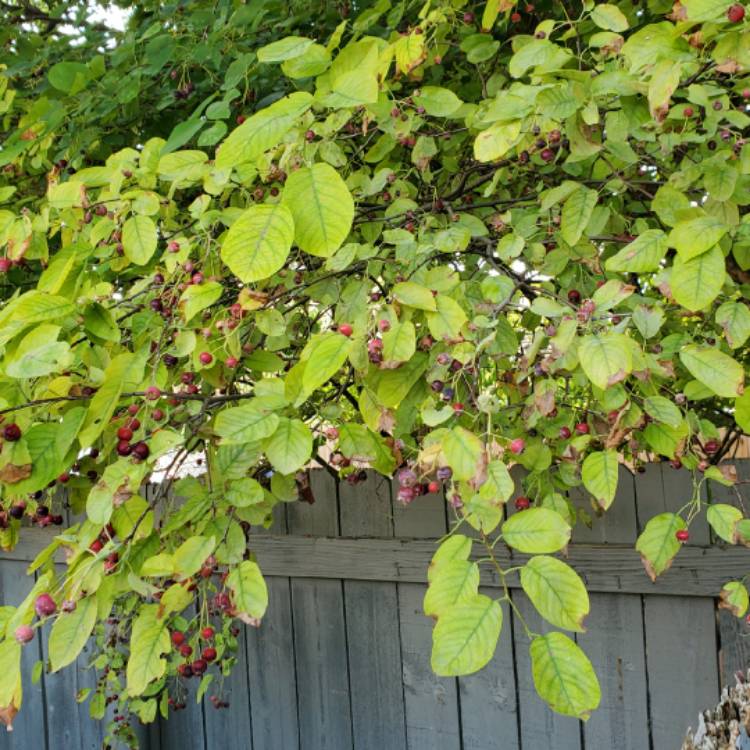 Plant image Amelanchier canadensis