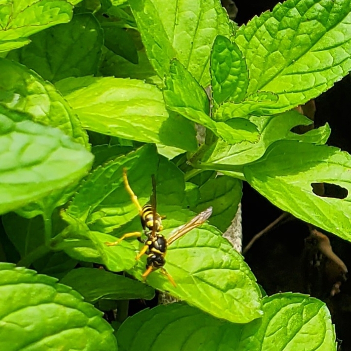 Plant image Mentha x piperita f. citrata 'Lemon'