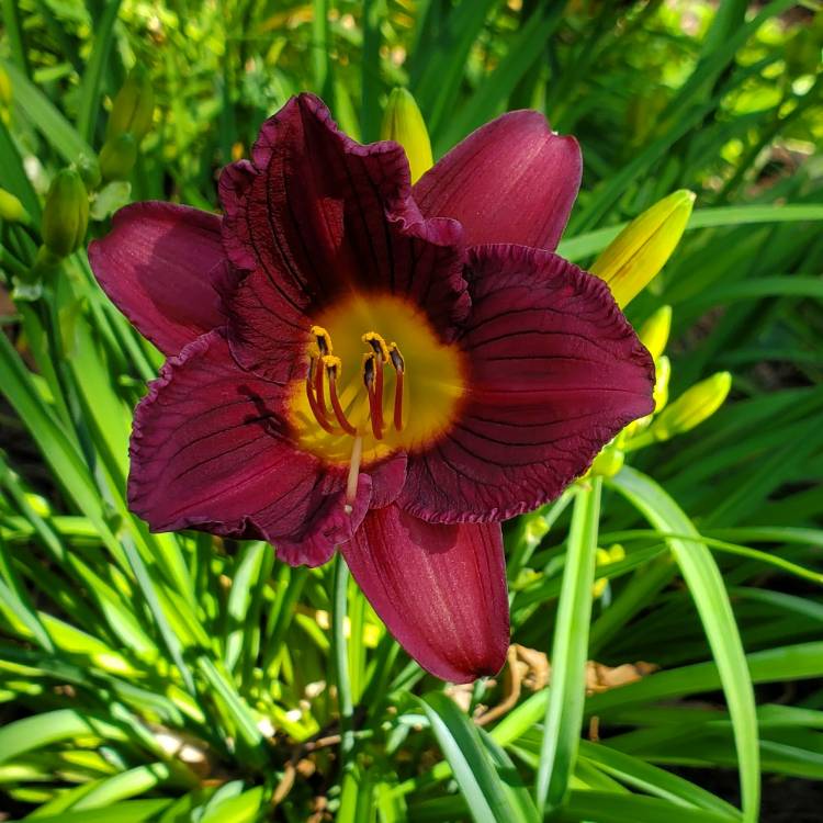 Plant image Hemerocallis 'Purple De Oro'