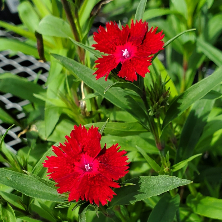 Plant image Dianthus barbatus 'Rocking Red'