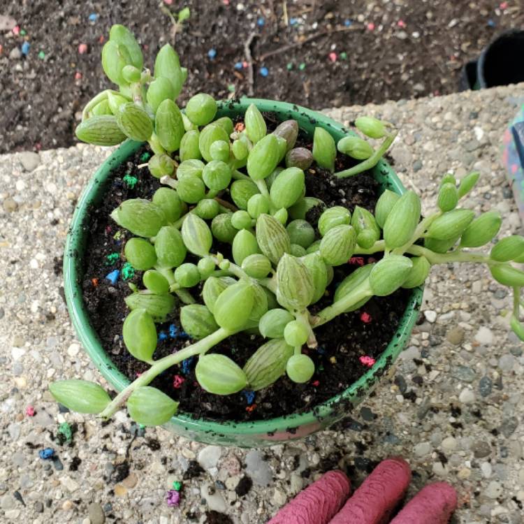 Plant image Curio Herreanus syn. Senecio Herreanus