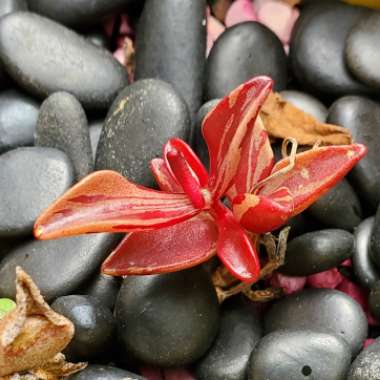 Lenophyllum guttatum variegata