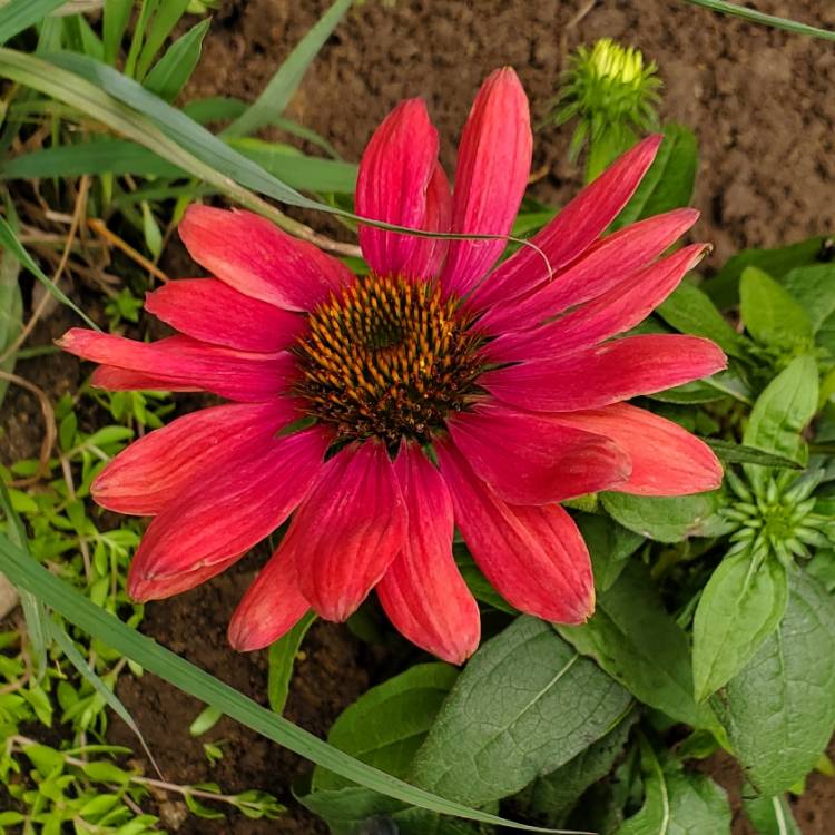 Plant image Echinacea 'Balsomtresgo' (Sombrero Series) syn. Echinacea 'Sombrero Tres Amigos'