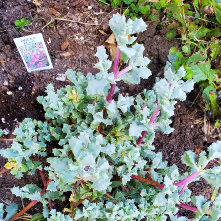 Plant image Oscularia deltoides syn. Lampranthus deltoides