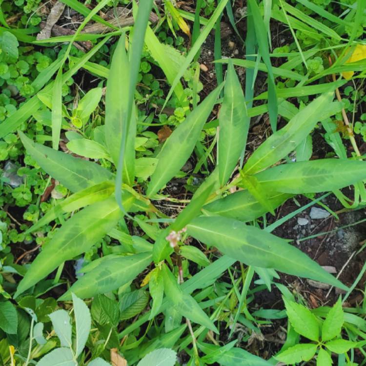 Plant image Persicaria 'Maculosa'