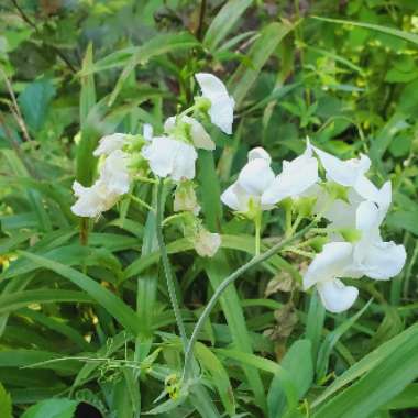 Lathyrus latifolius