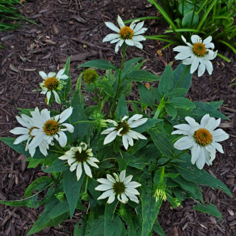 Plant image Echinacea purpurea 'Pas709018' (PowWow Series) syn. Echinacea 'PowWow White'