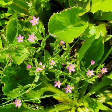 Centaurium pulchellum