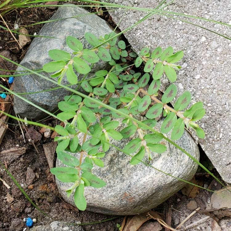 Plant image Chamaesyce maculata syn. Euphorbia maculata