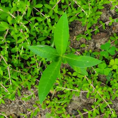 Asclepias syriaca