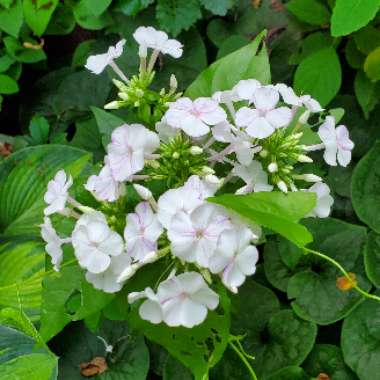 Phlox paniculata