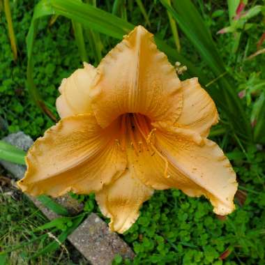 Daylily 'Bali Hai'