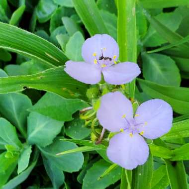 Prairie Spiderwort