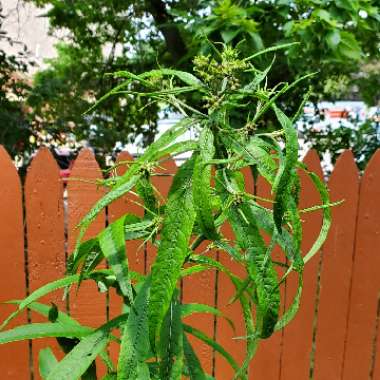 Tall Ironweed