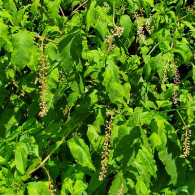 American Pokeweed