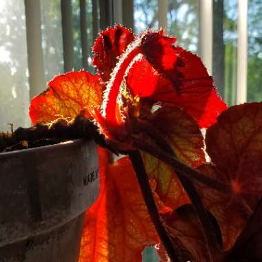 Rex Begonia 'Jean'