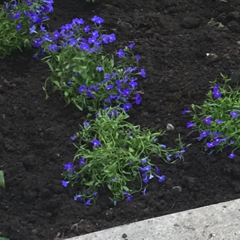 Trailing Lobelia