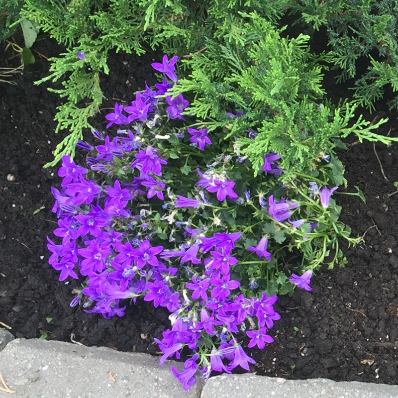 Dalmation Bellflower 'Hoffmann Blue'