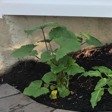 Dwarf Leopard Plant 'Little Rocket'