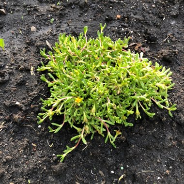 Yellow Ice Plant